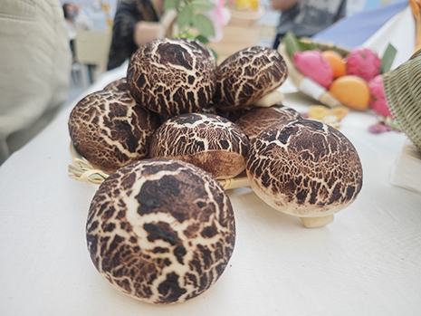 象形面点参展作品：香菇.jpg